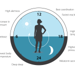 Circadian clock